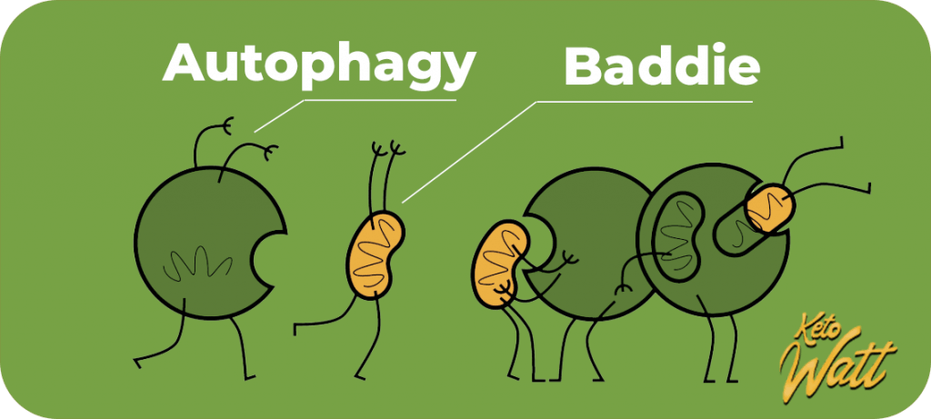 Autophagy is cleaning mess