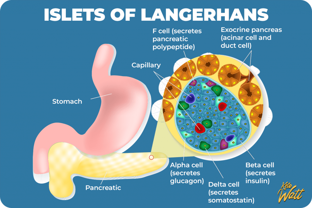 Islets of langerhans