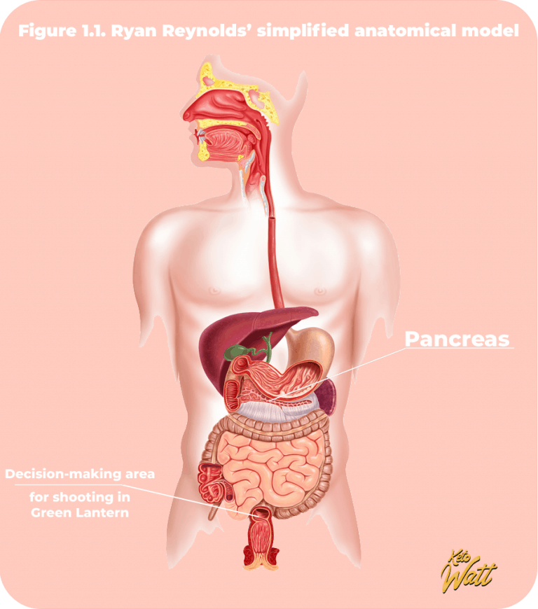 Where the pancreas is