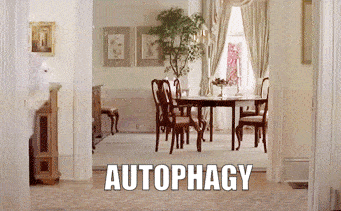 Autophagy simplified