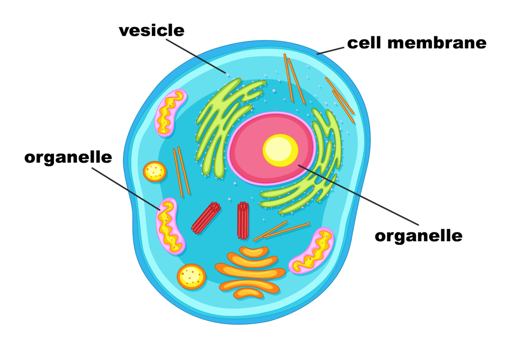 cell structure